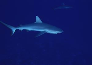 静岡県御殿場市にある便利なビジネスホテル｜東横INN御殿場駅前の魅力と特徴