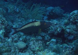 【公式】東横INN米子駅前｜鳥取県米子市の快適ビジネスホテルと便利な宿泊予約サービス