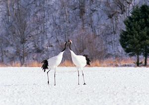 名古屋・一宮エリアのビジネスと観光に最適！東横INN名古屋尾張一宮駅前の魅力と概要